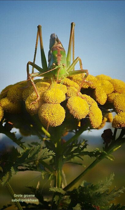 Mooie beelden van onze natuurfotograaf - Foto: Femmie Smink