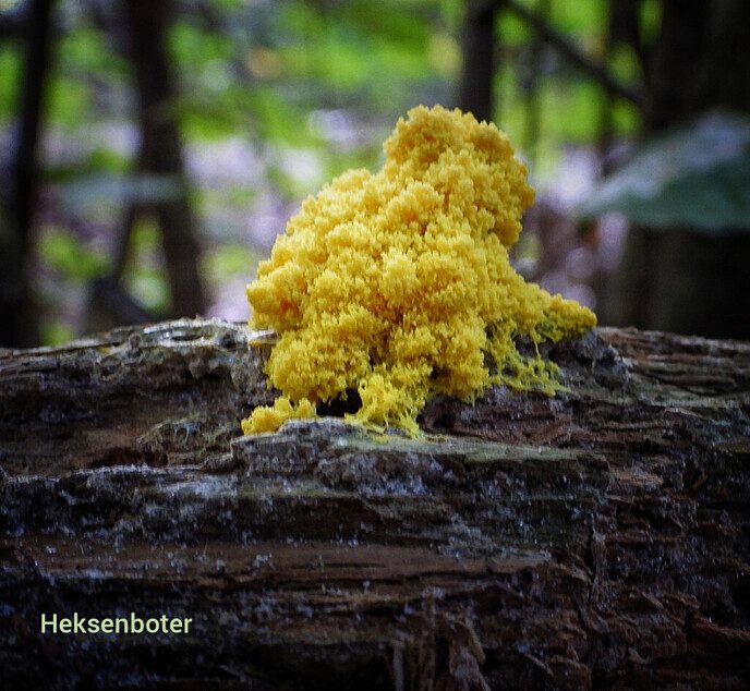 Waterloopbos (deel 1) - Foto: Femmie Smink