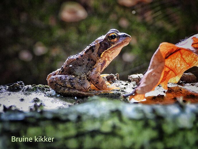 Waterloopbos (deel 1) - Foto: Femmie Smink