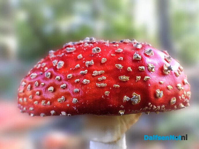 Paddenstoelen voor de lens van een natuurfotograaf - Foto: Femmie Smink