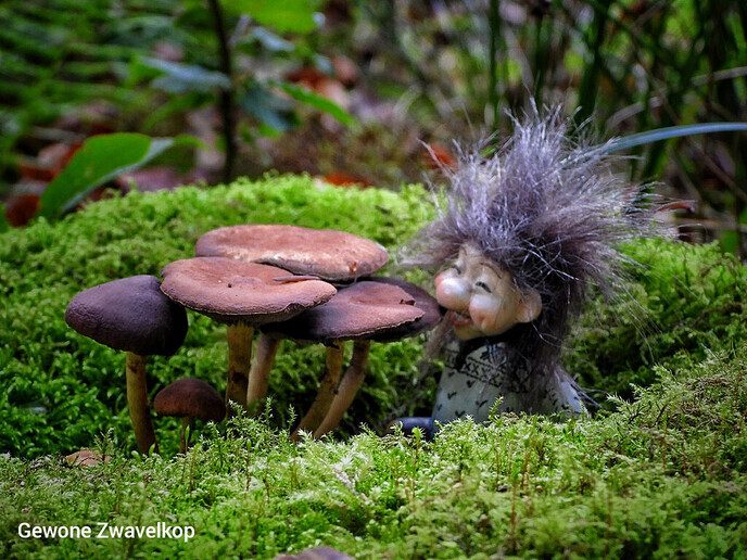 Waterloopbos (deel 1) - Foto: Femmie Smink
