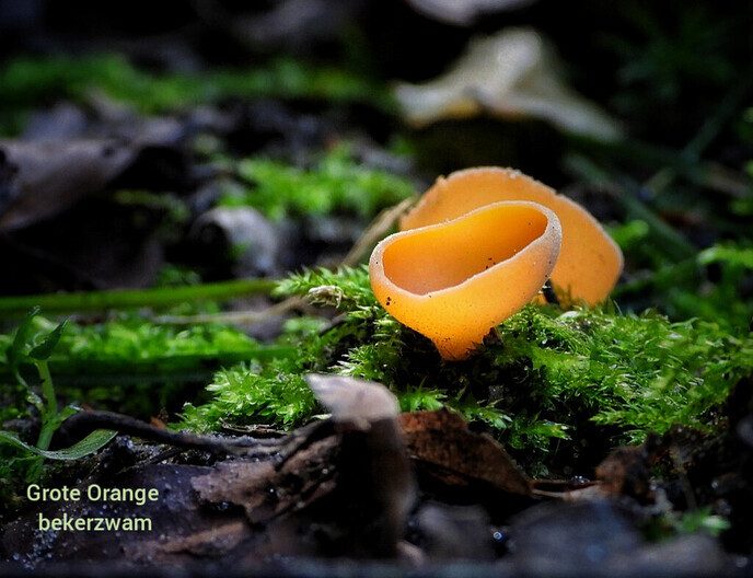 Waterloopbos (deel 1) - Foto: Femmie Smink