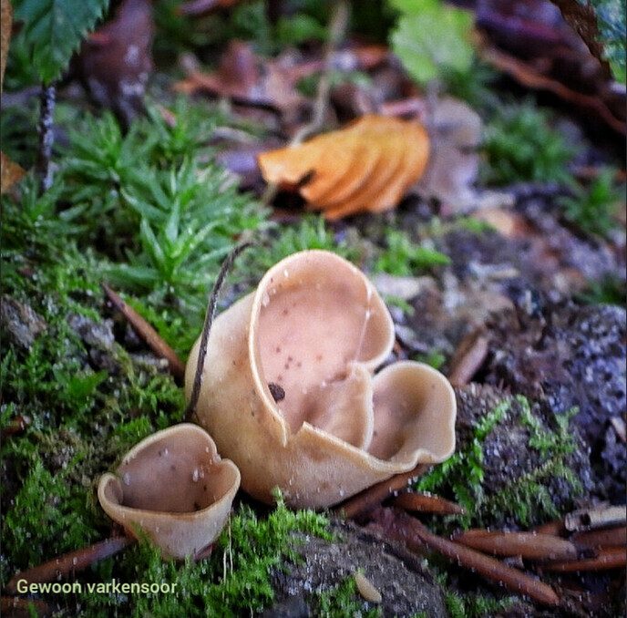 Waterloopbos (deel 1) - Foto: Femmie Smink