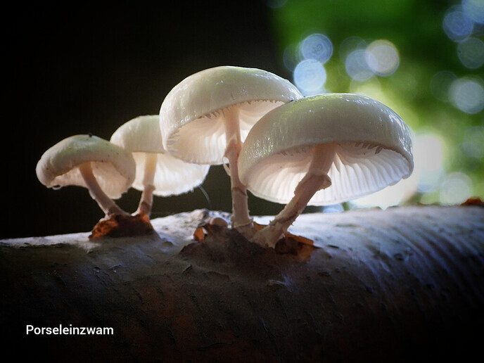 Waterloopbos (deel 1) - Foto: Femmie Smink