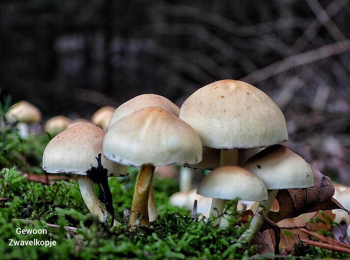 Waterloopbos (deel 2) - Foto: Femmie Smink