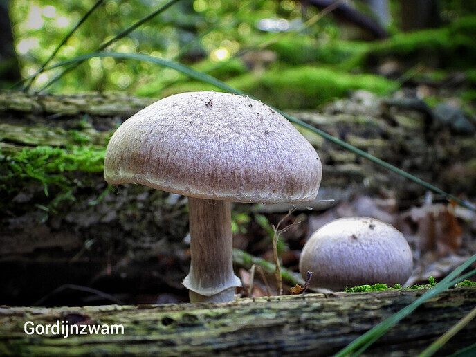 Waterloopbos (deel 2) - Foto: Femmie Smink