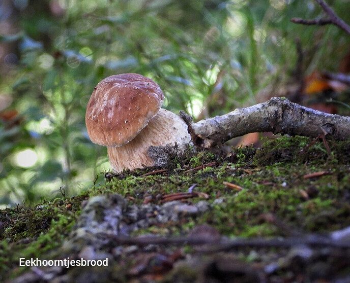 Waterloopbos (deel 2) - Foto: Femmie Smink