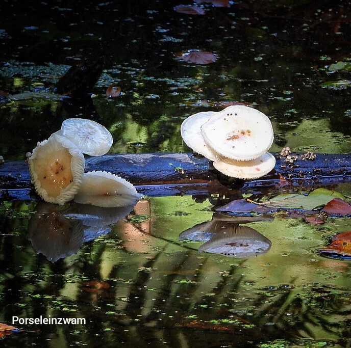 Waterloopbos (deel 2) - Foto: Femmie Smink