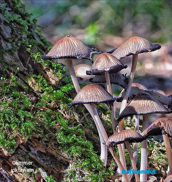 Paddenstoelen voor de lens van een natuurfotograaf - Foto: Femmie Smink