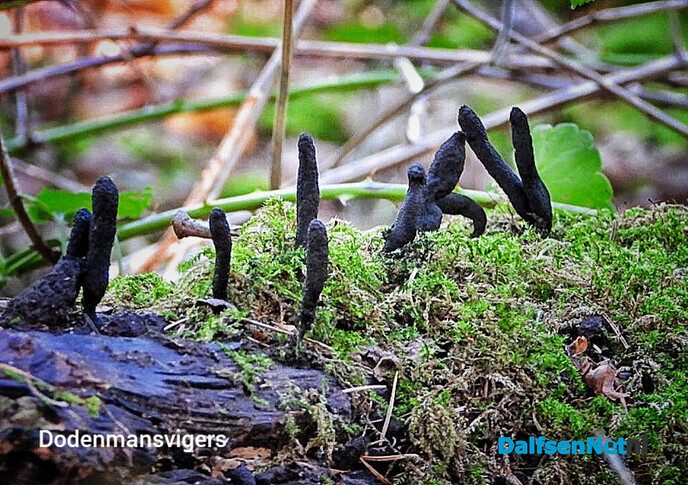 Paddenstoelen voor de lens van een natuurfotograaf - Foto: Femmie Smink