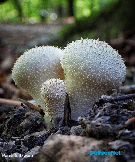 Paddenstoelen voor de lens van een natuurfotograaf - Foto: Femmie Smink