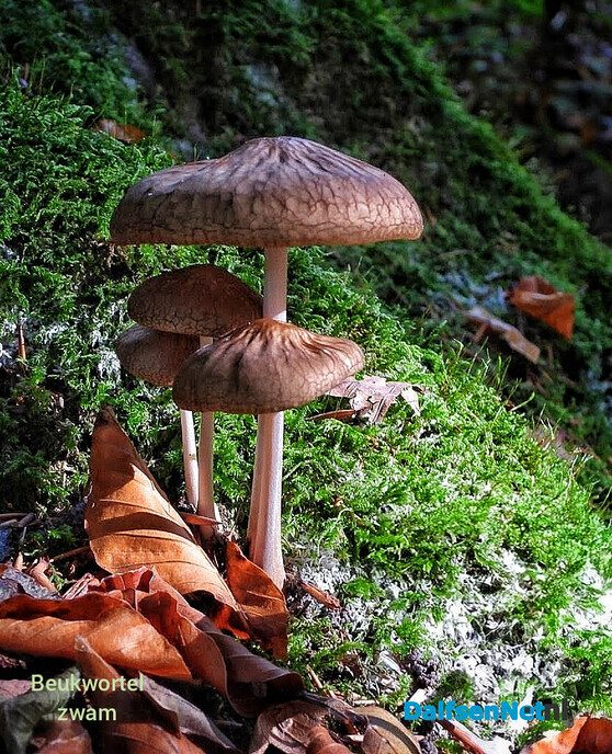 Paddenstoelen voor de lens van een natuurfotograaf - Foto: Femmie Smink