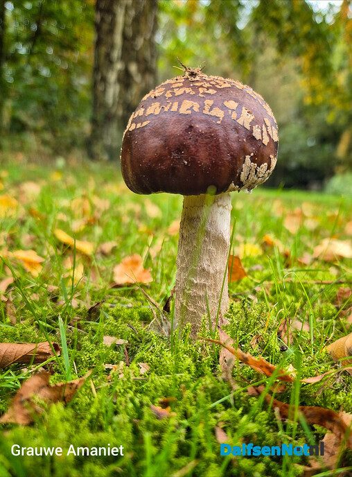 Paddenstoelen voor de lens van een natuurfotograaf - Foto: Femmie Smink