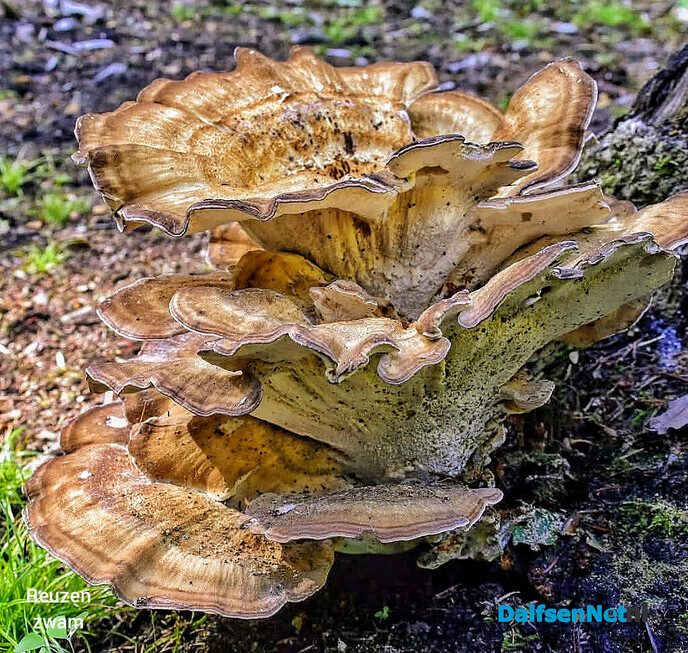 Paddenstoelen voor de lens van een natuurfotograaf - Foto: Femmie Smink