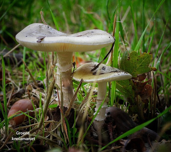 Mooi Nieuwleusen - Foto: Femmie Smink