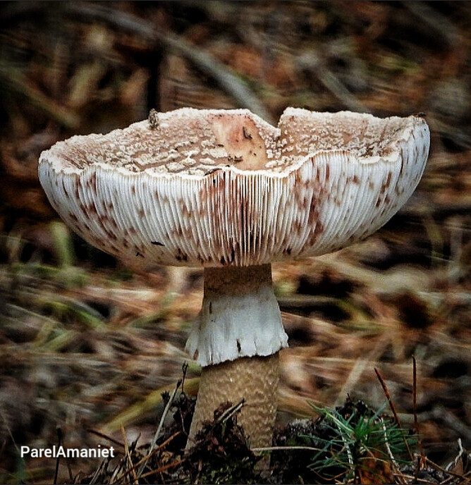 Op paddenstoelen jacht, zonder jachtgeweer - Foto: Femmie Smink