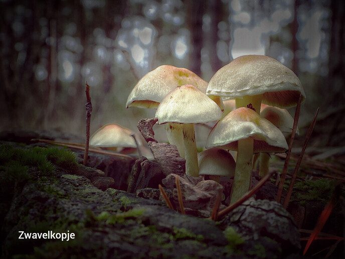 Op paddenstoelen jacht, zonder jachtgeweer - Foto: Femmie Smink