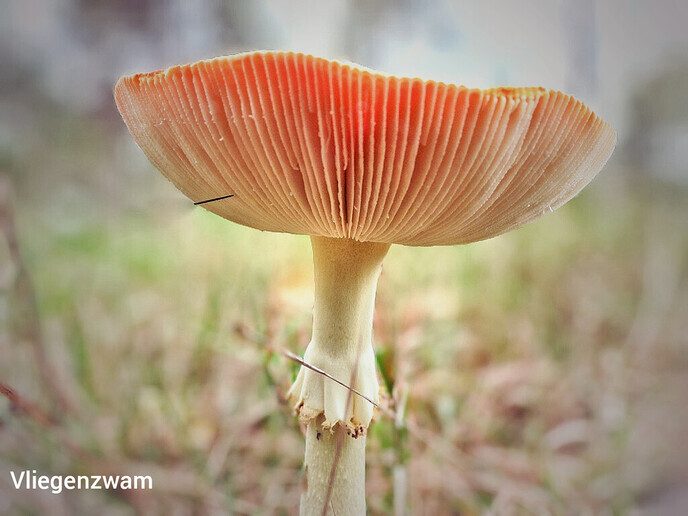 Op paddenstoelen jacht, zonder jachtgeweer - Foto: Femmie Smink