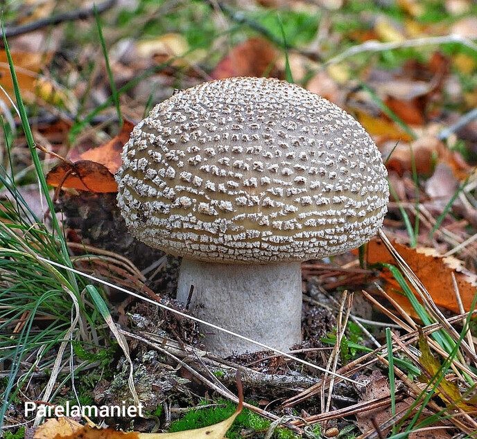Op paddenstoelen jacht, zonder jachtgeweer - Foto: Femmie Smink