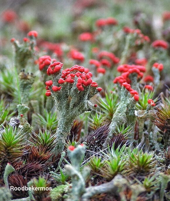 Op paddenstoelen jacht, zonder jachtgeweer - Foto: Femmie Smink