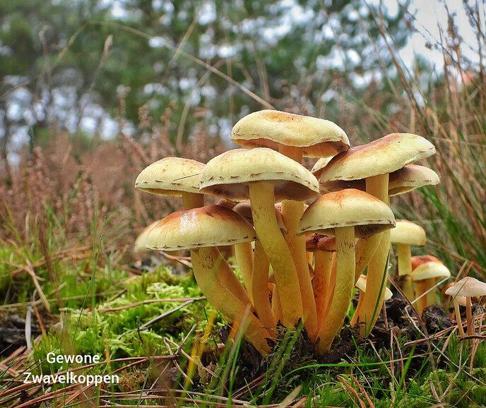 Op paddenstoelen jacht, zonder jachtgeweer - Foto: Femmie Smink