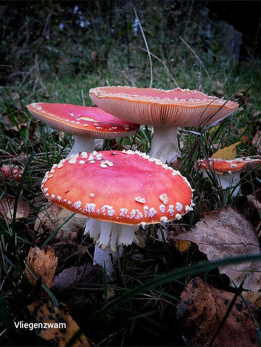 Op paddenstoelen jacht, zonder jachtgeweer - Foto: Femmie Smink