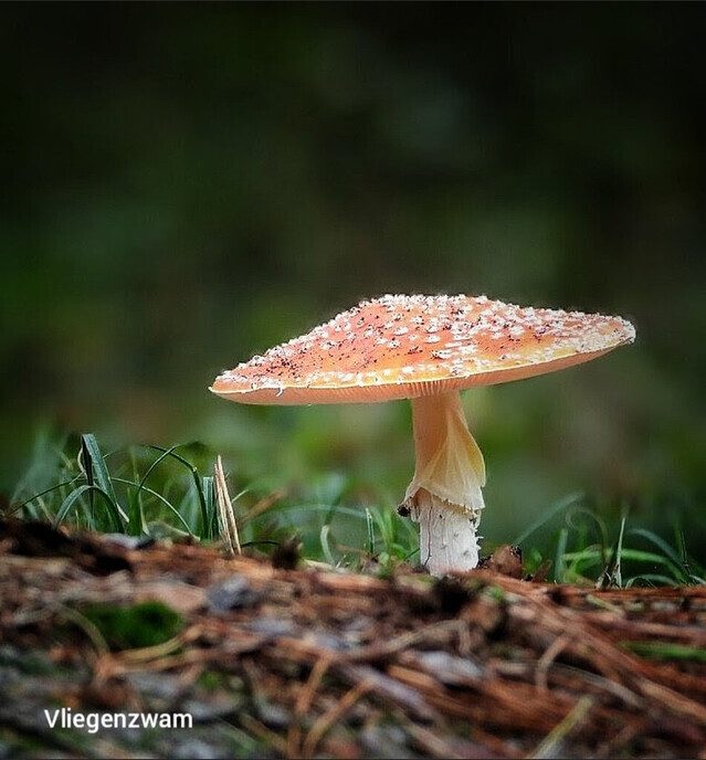 Op paddenstoelen jacht, zonder jachtgeweer - Foto: Femmie Smink