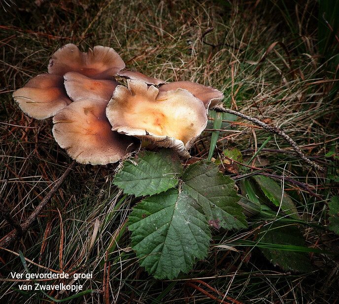 Op paddenstoelen jacht, zonder jachtgeweer - Foto: Femmie Smink