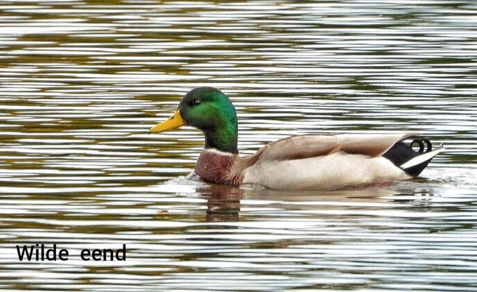  Rondje Hulsterplas - Foto: Femmie Smink