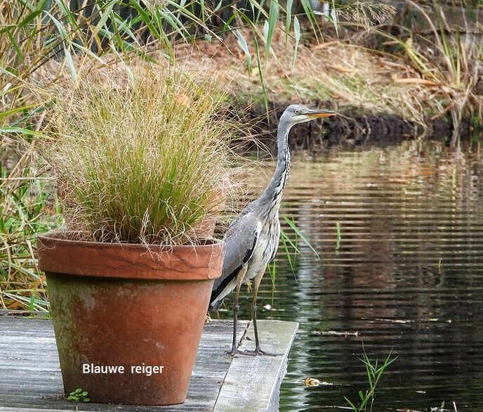  Rondje Hulsterplas - Foto: Femmie Smink