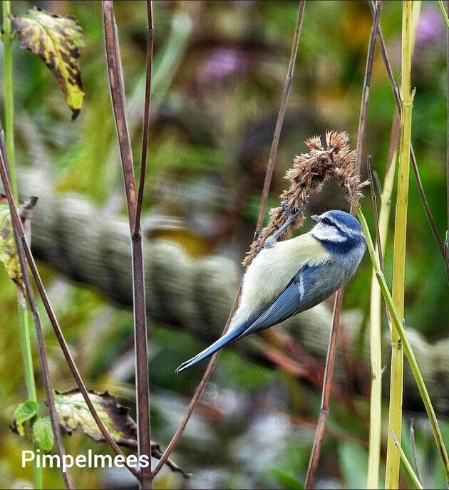Complimenten voor Femmie - Foto: Femmie Smink
