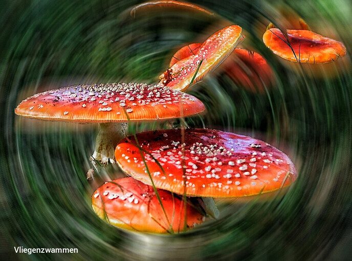 Een leuke variatie aan natuurfoto’s - Foto: Femmie Smink