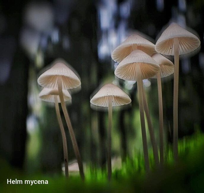 Een leuke variatie aan natuurfoto’s - Foto: Femmie Smink