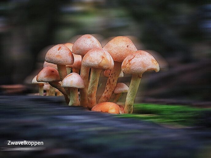 Een leuke variatie aan natuurfoto’s - Foto: Femmie Smink