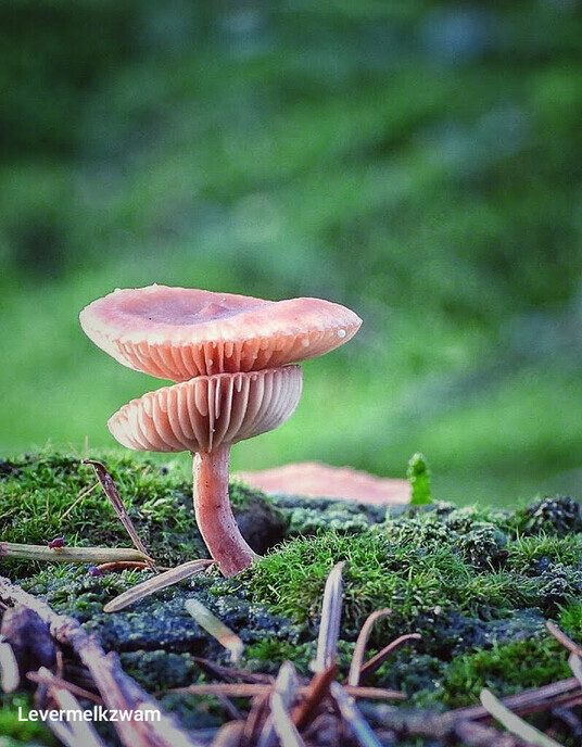 Wandelen op de “Steile Oever” - Foto: Femmie Smink