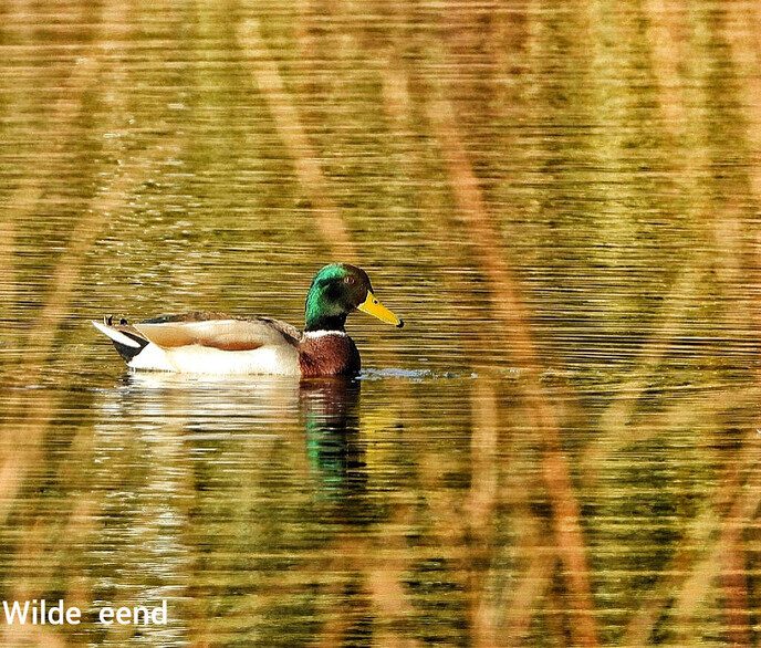 Wandelen op de “Steile Oever” - Foto: Femmie Smink