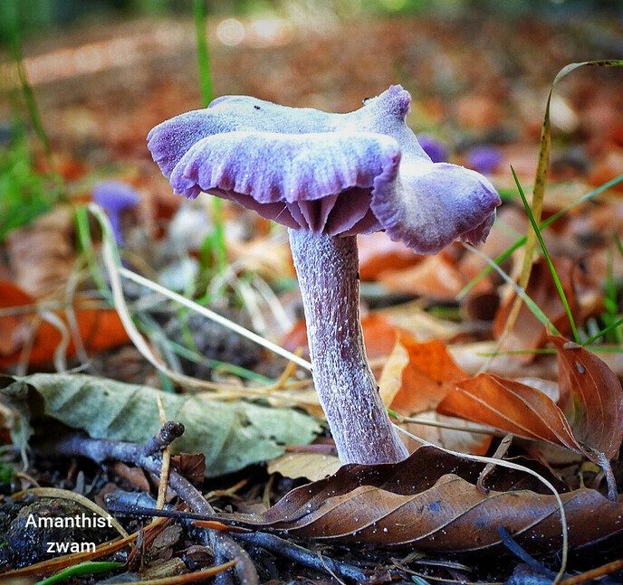 Wandelen op de “Steile Oever” - Foto: Femmie Smink