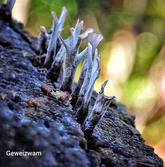 Wandelen op de “Steile Oever” - Foto: Femmie Smink