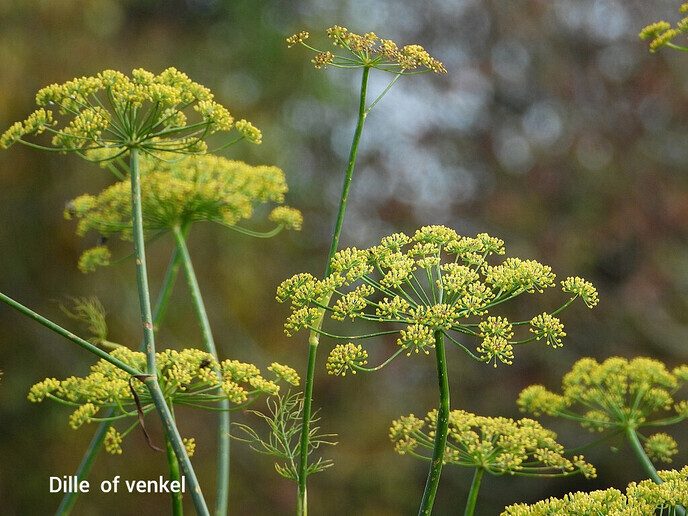 Wandeling bij de Zonnehorst - Foto: Femmie Smink