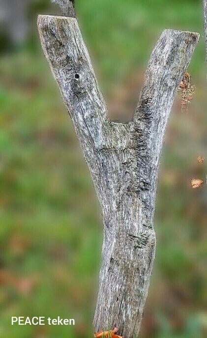 De natuurfotograaf was bij het Dalfser Engelse werk - Foto: Femmie Smink