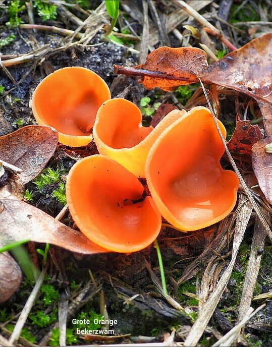Dalfser Engelse werk, ook als natuurfotograaf raak je er niet uitgekeken - Foto: Femmie Smink