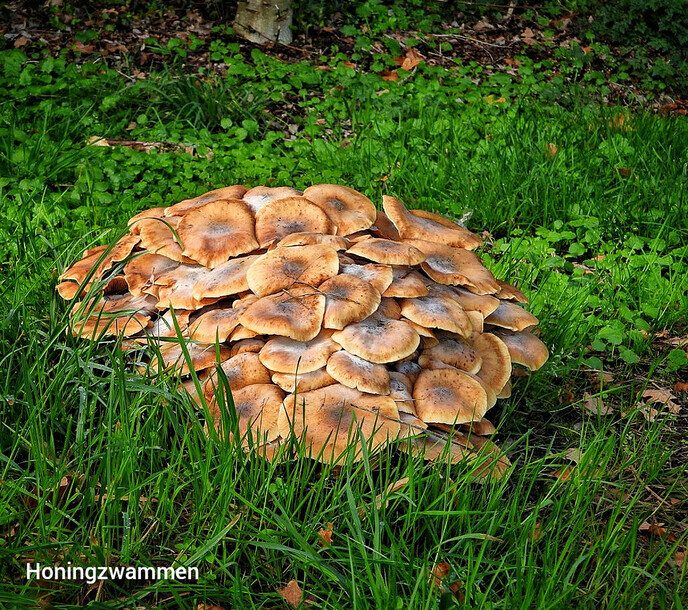 Dalfser Engelse werk, ook als natuurfotograaf raak je er niet uitgekeken - Foto: Femmie Smink