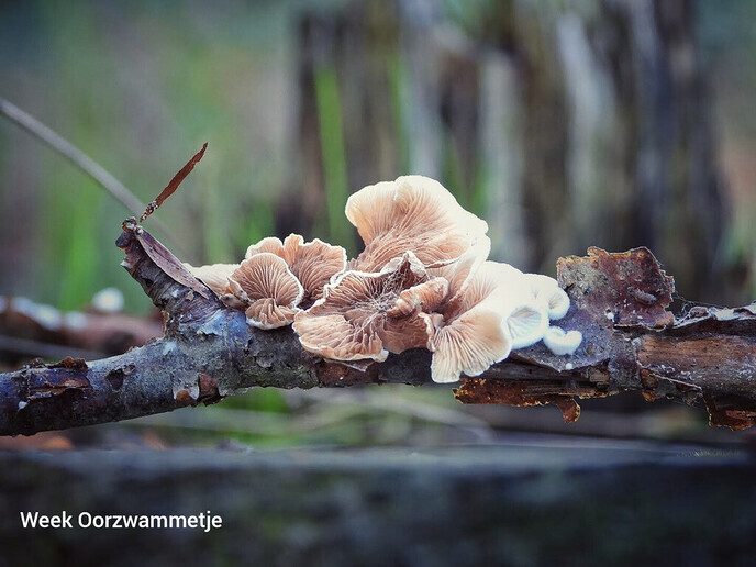 Dalfser Engelse werk, ook als natuurfotograaf raak je er niet uitgekeken - Foto: Femmie Smink