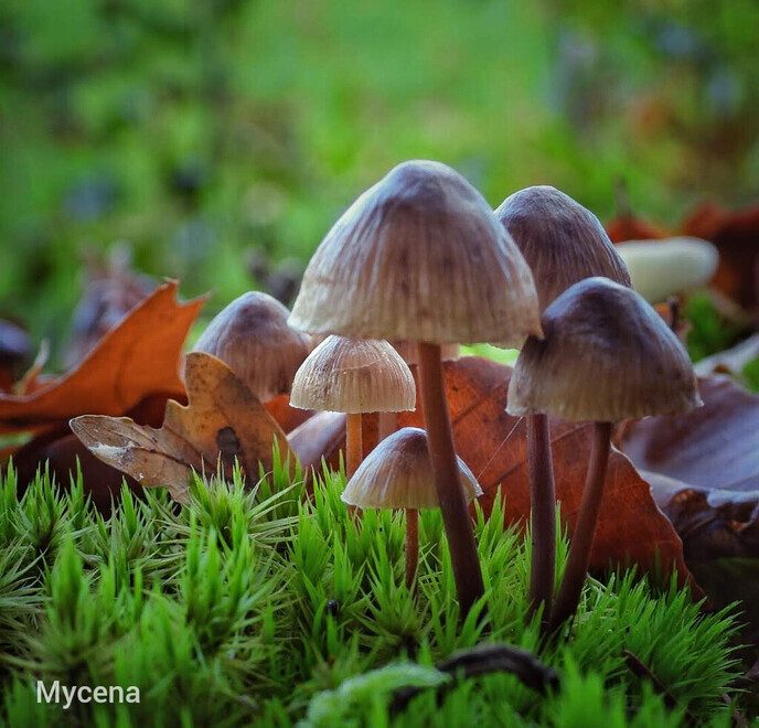 Dalfser Engelse werk, ook als natuurfotograaf raak je er niet uitgekeken - Foto: Femmie Smink