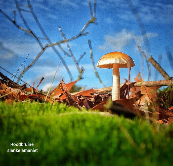 Dalfser Engelse werk, ook als natuurfotograaf raak je er niet uitgekeken - Foto: Femmie Smink