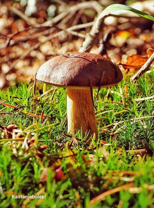 Dalfser Engelse werk, ook als natuurfotograaf raak je er niet uitgekeken - Foto: Femmie Smink