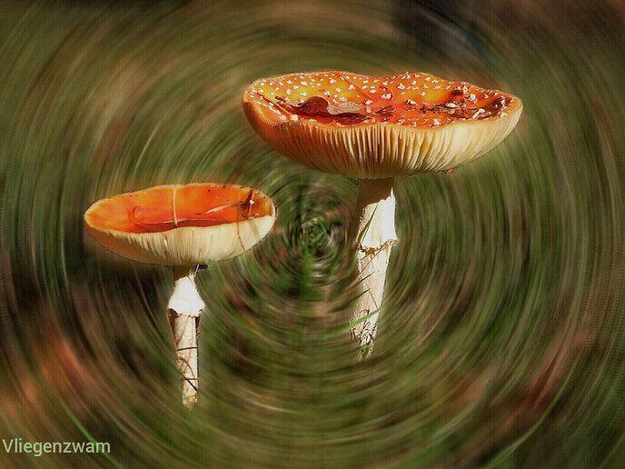 Dalfser Engelse werk, ook als natuurfotograaf raak je er niet uitgekeken - Foto: Femmie Smink