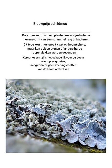 Korstmossen, je ziet ze haast niet - Foto: Femmie Smink