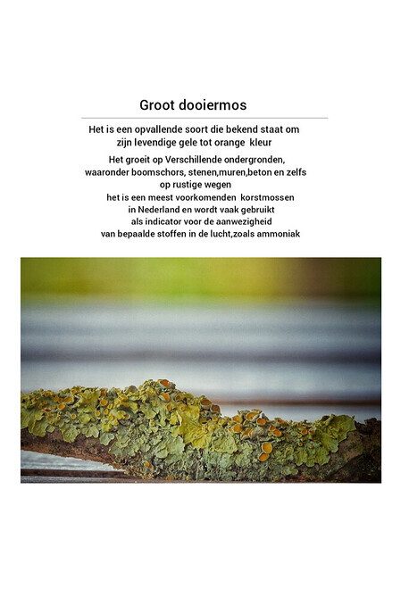 Korstmossen, je ziet ze haast niet - Foto: Femmie Smink