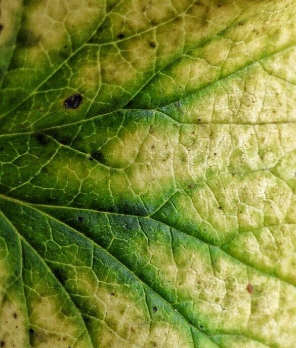 Mooie foto’s en een stukje natuurkennis - Foto: Femmie Smink
